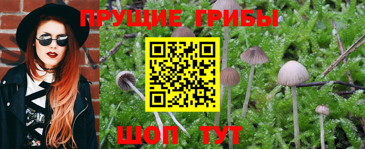 Бор  Галлюциногенные грибы Cubensis  Вход с VPN 